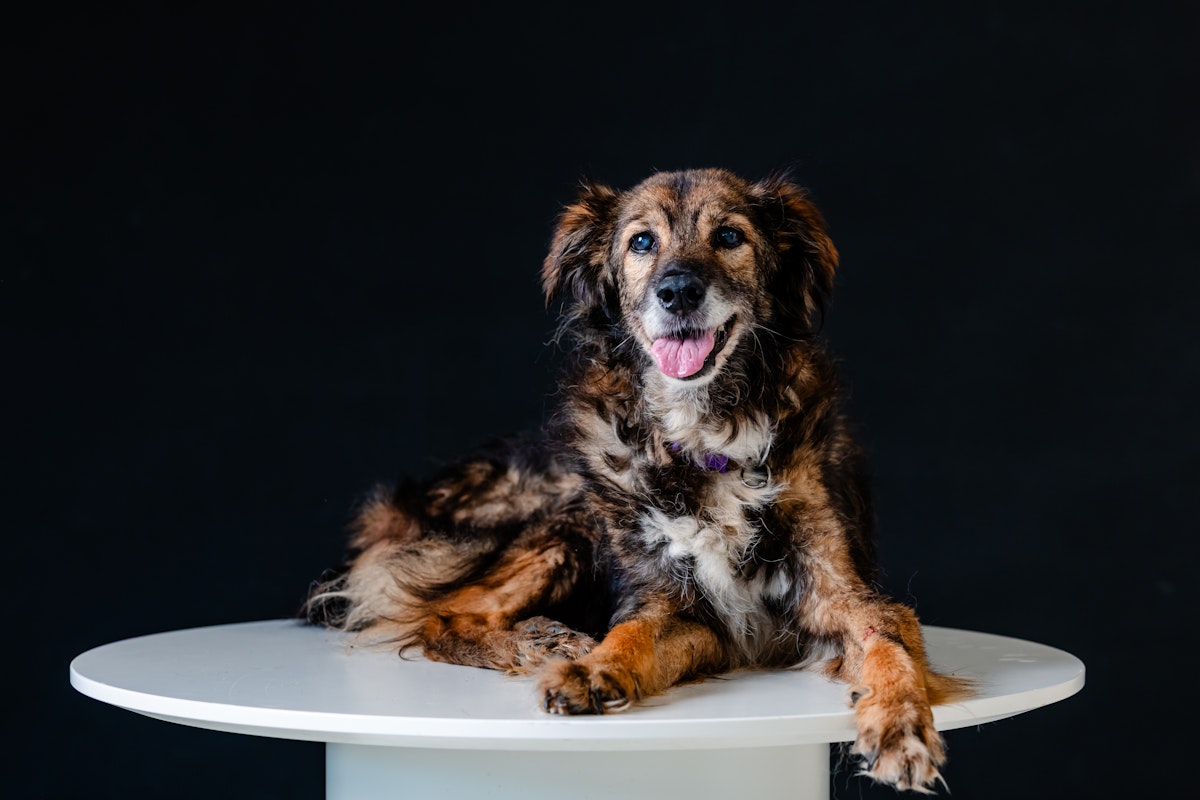 Primul Spital Veterinar Social din România, inaugurat la Tărtășești