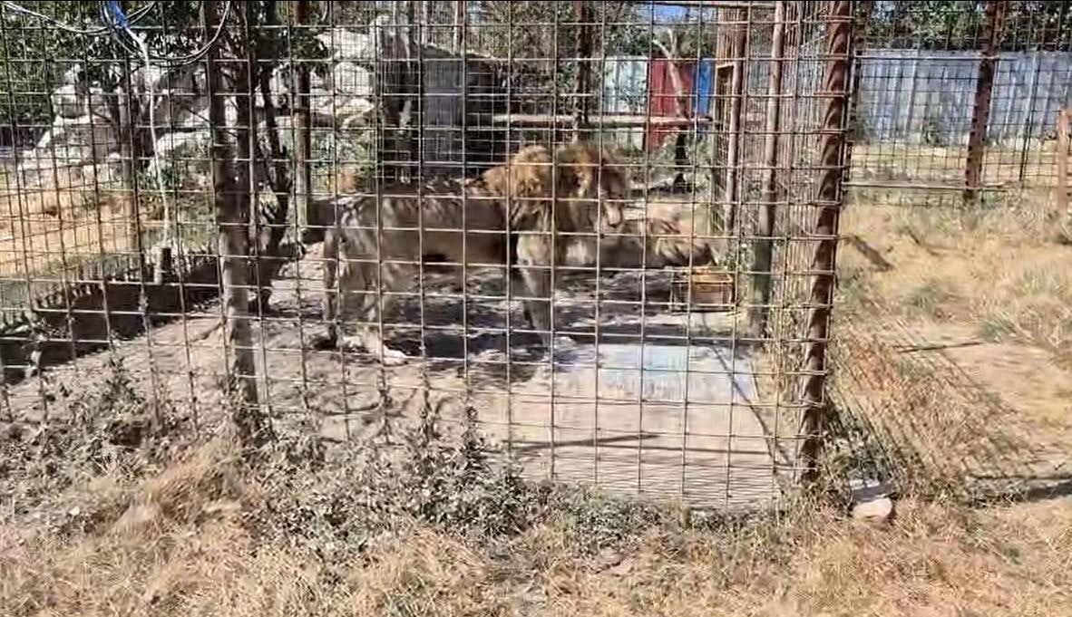 Grădină zoologică ilegală în Dâmbovița: animale exotice relocate