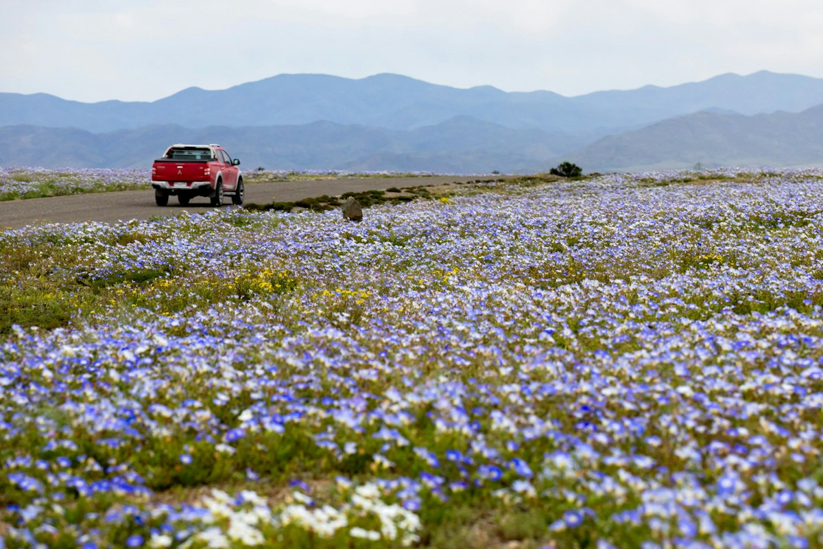 Fenomen spectaculos în Chile: Deșertul Atacama a înflorit după ploile abundente