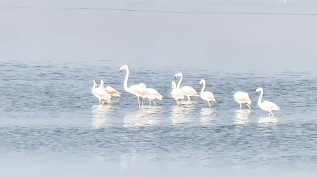 Păsări flamingo, surprinse pe lacurile din Dobrogea. Imagini cu musafirii de eleganță rară