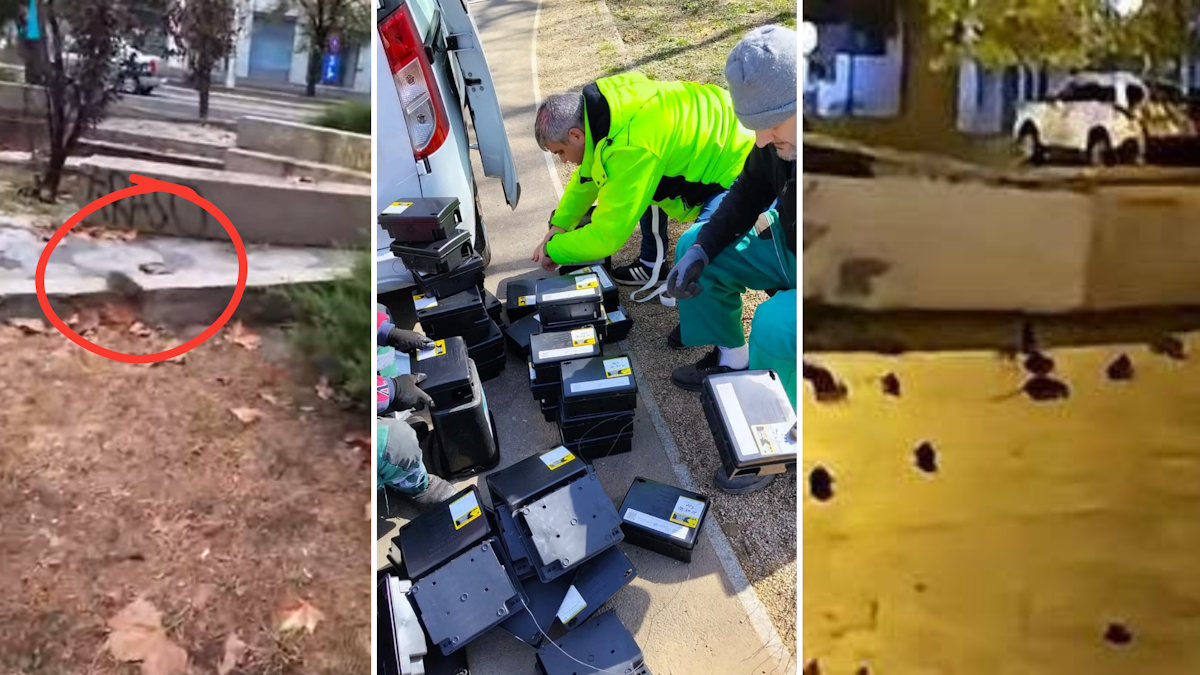 Invazie de șobolani la Piața Sfânta Vineri din București, autoritățile au găsit doar 7 din 21 de stații de deratizare