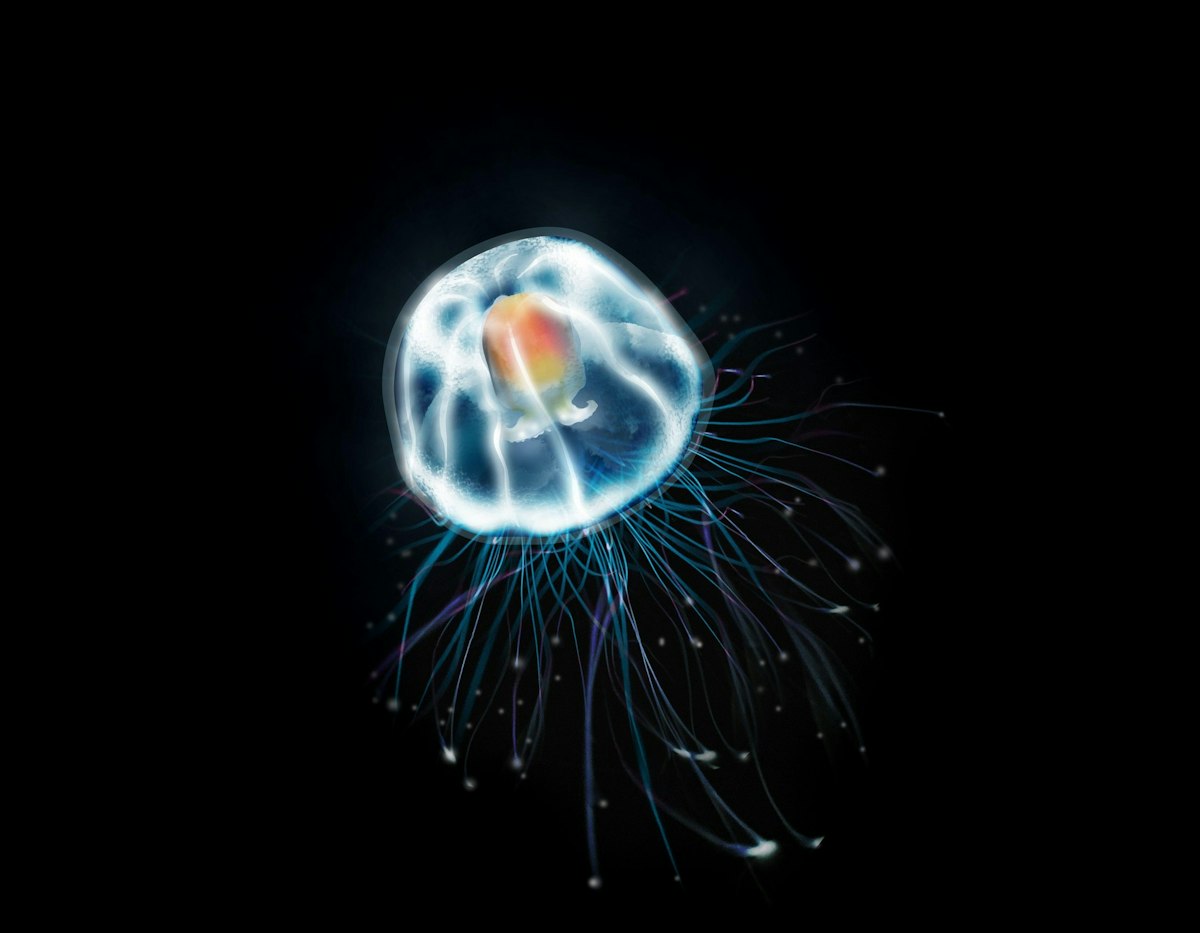 Meduza „nemuritoare” care poate inversa procesul de îmbătrânire. Cercetătorii speră să descopere secretul întineririi celulelor umane