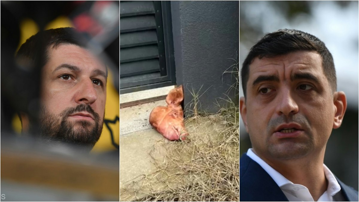 Nouă ipoteză în privința capului de porc din fața casei lui Marius Lulea. Un lider AUR vorbește de înscenare în „reglarea de conturi” Lulea - SImion