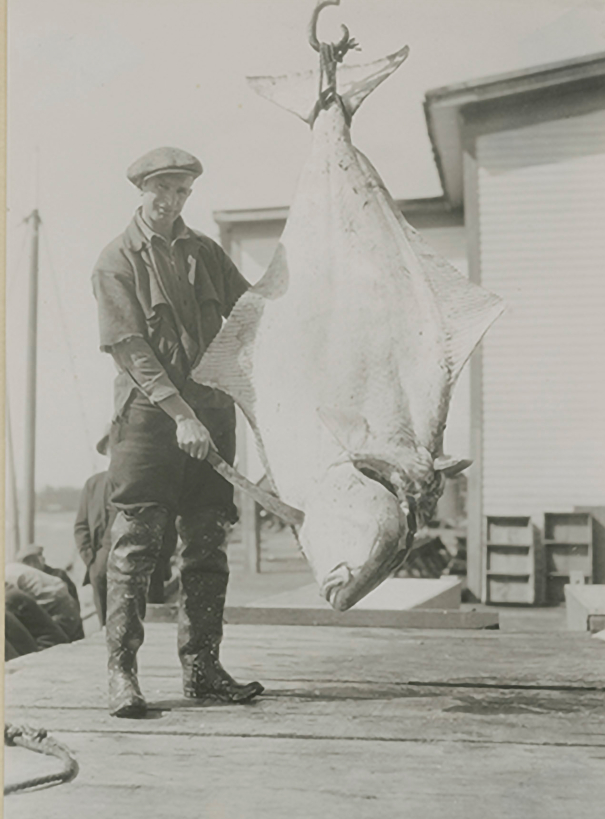 Ketchikan Cold Storage Worker with Halibut, 1930.