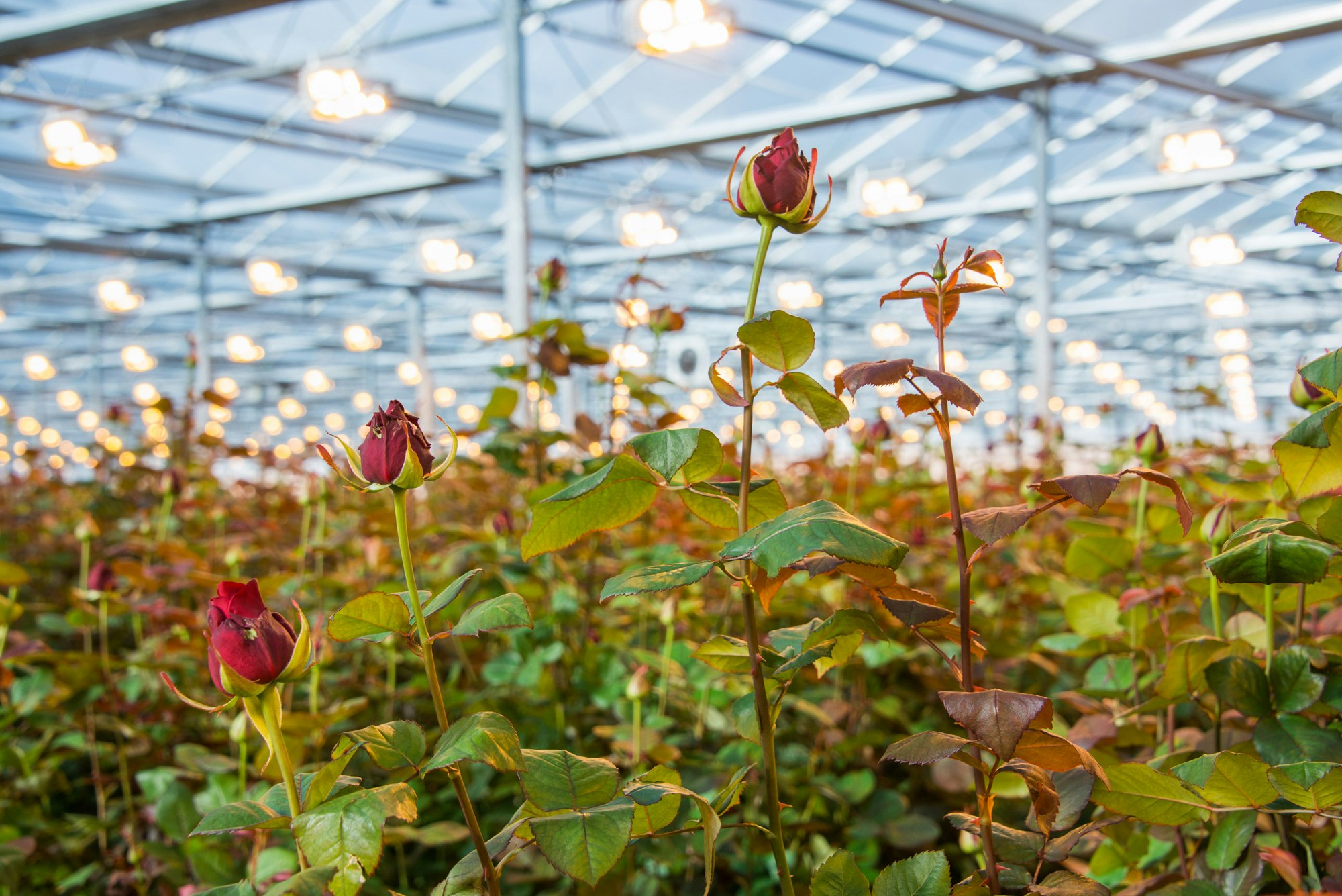 Rozen in een bloemenkas