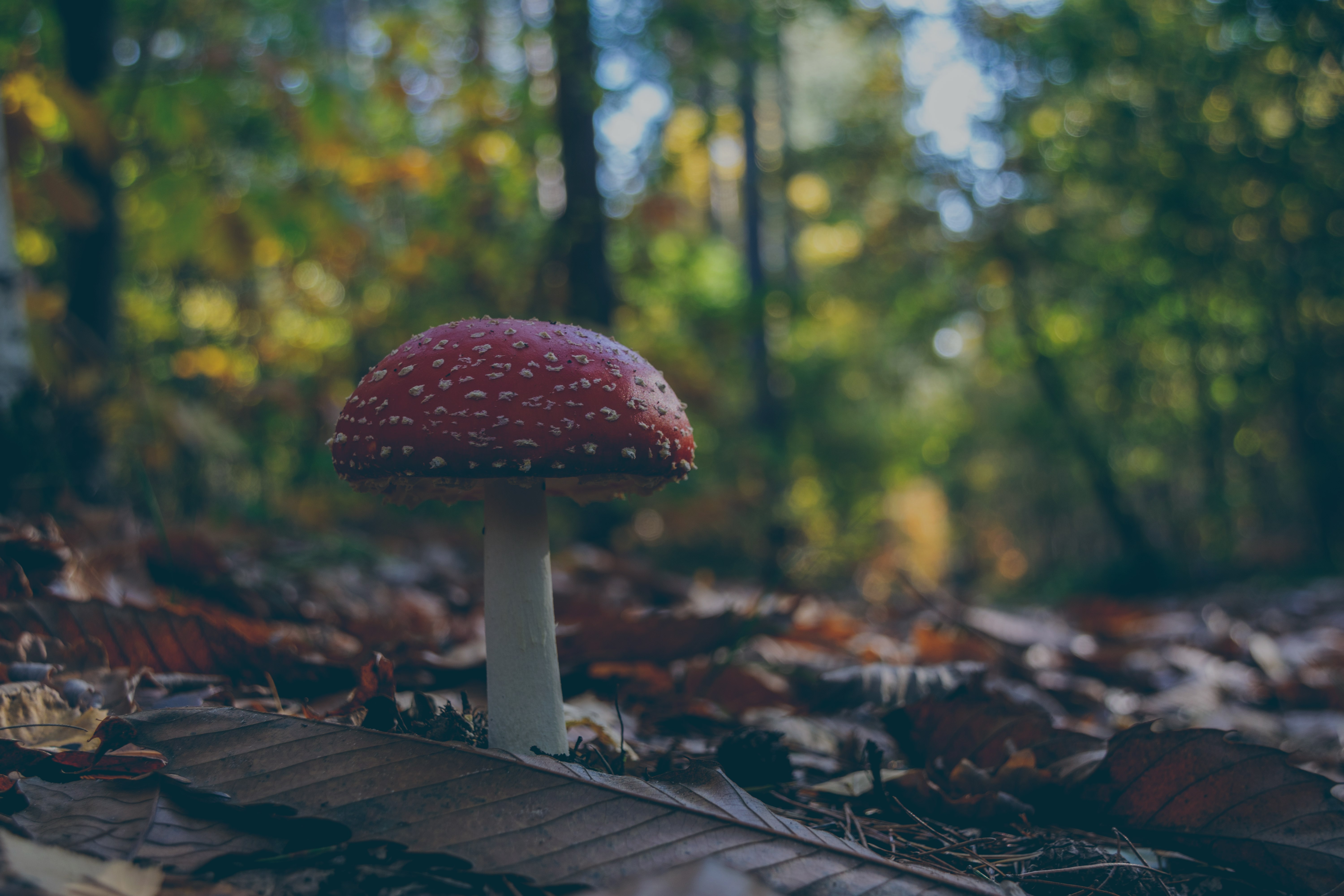 paddenstoel in het bos