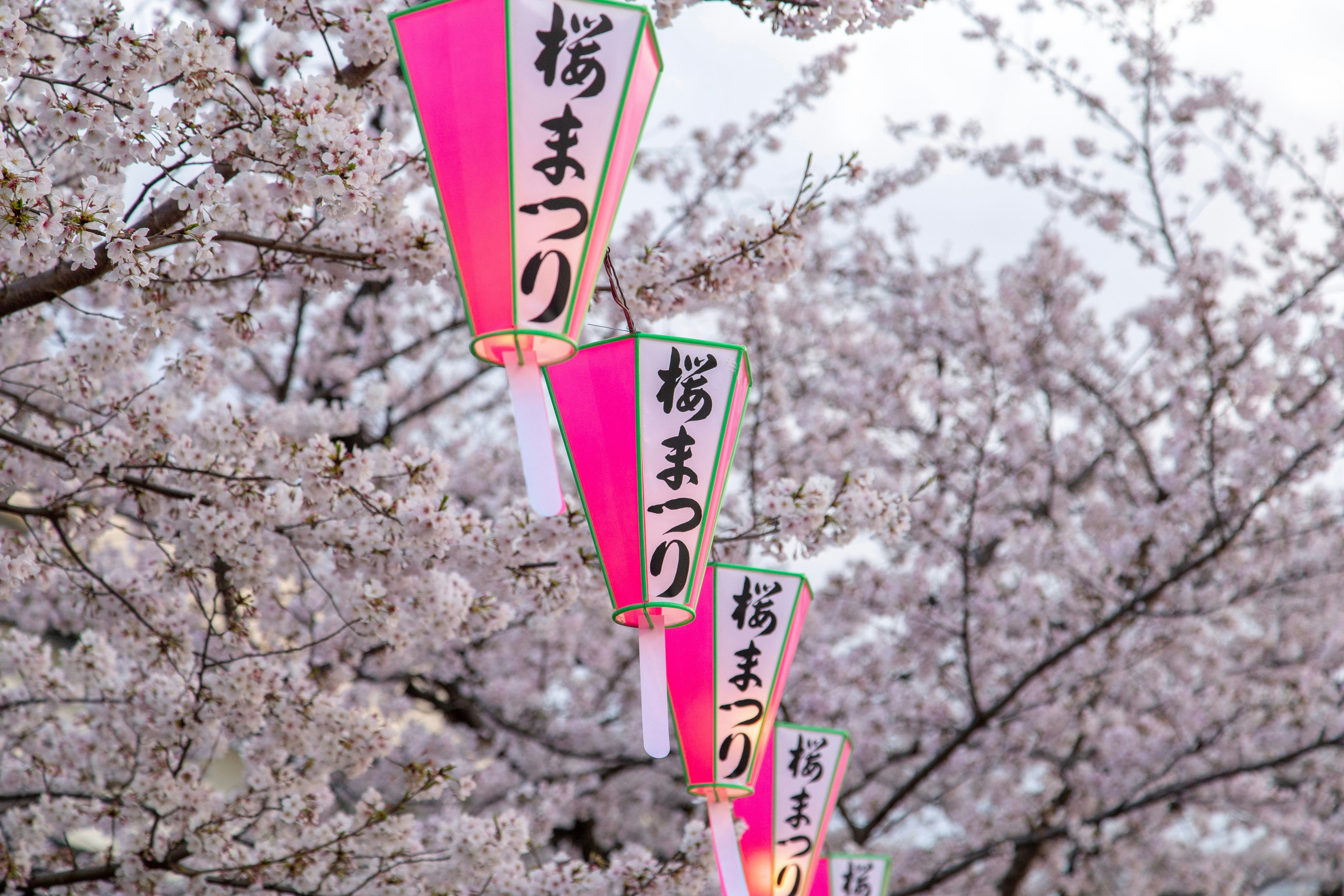Cherry Blossoms in Japan