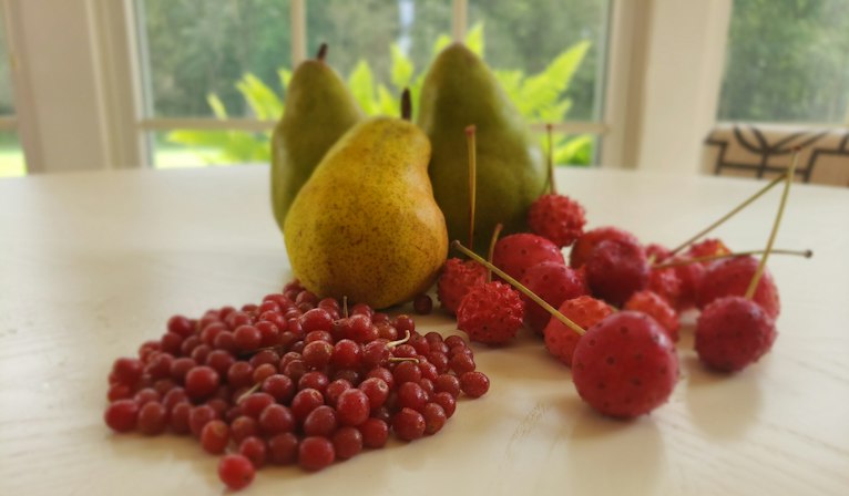 Cover Image for Pear, Autumn Olive, and Kousa Dogwood Wine