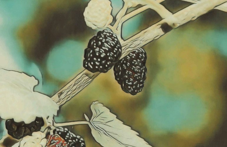 Cover Image for The Mysteriously Unstable Mulberry (How to Handle a Re-fermentation)