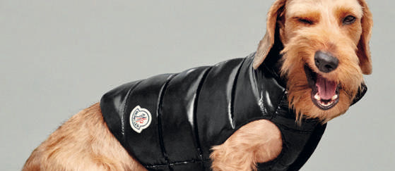 doudoune moncler chien
