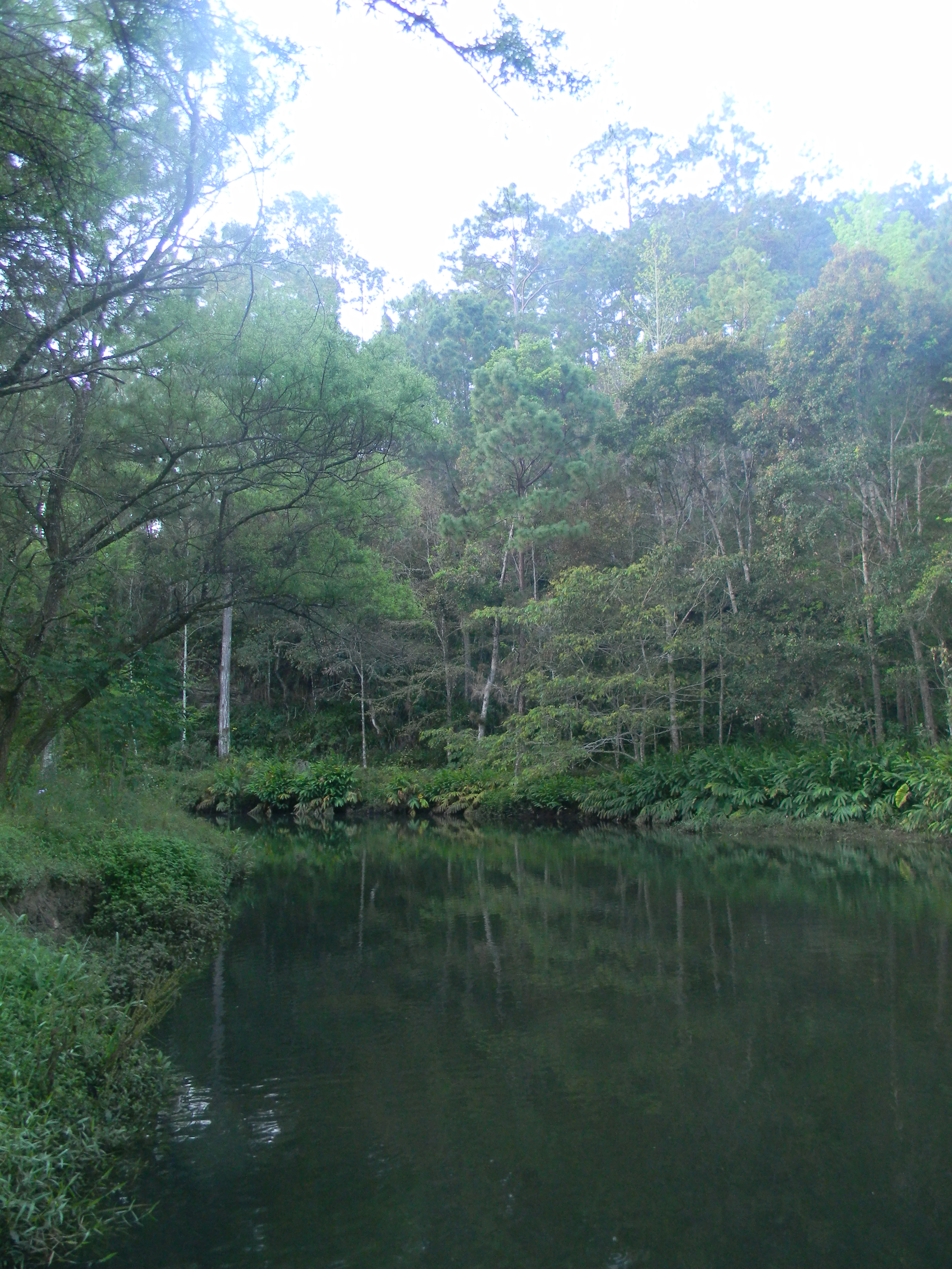 Image for Fishes in Guatemala: Las Verapaces