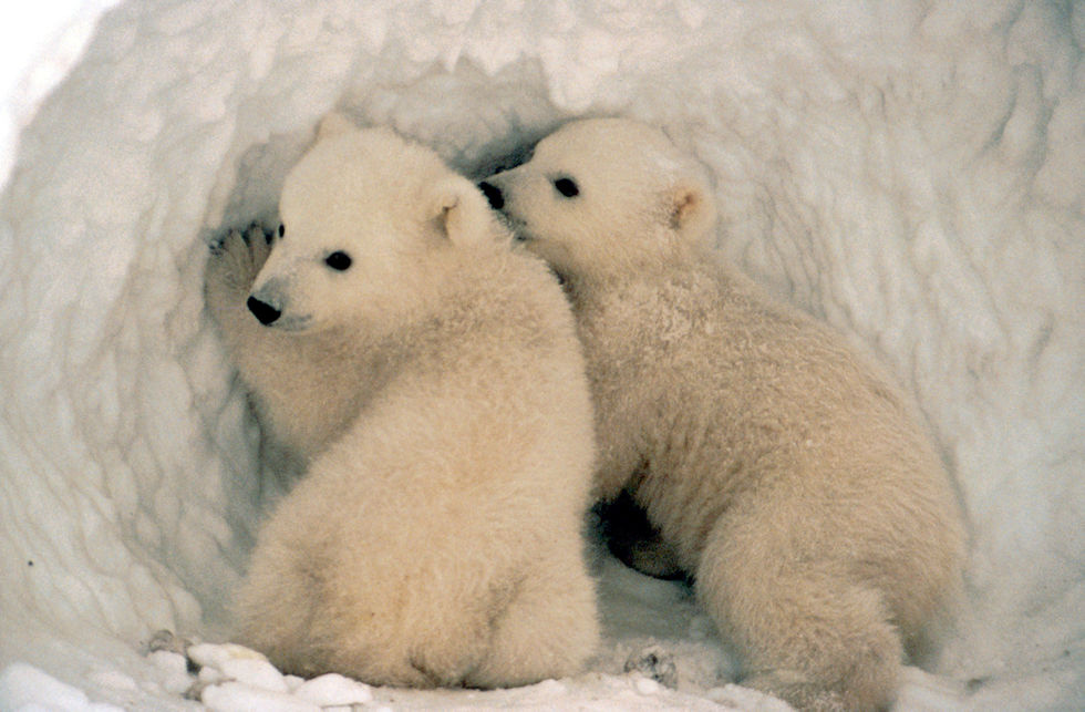 Two polar bear cubs in a snow den
