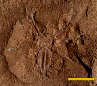 Arthropoda -  Chelicerata - Arachnida
 
Kustarachne sulcataSpecimen UC 9235
Carbondale Formation - Francis Creek Shale Member
Paleozoic - Middle Pennsylvanian(~305 million years ago)
Mazon Creek, Illinois