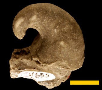 Mollusca - Gastropoda - Euomphalina - Platyceratidae
 
Platyceras niagarensisSpecimen UC 4655
Racine Formation?
Paleozoic - Silurian - Niagaran
Chicago, Illinois