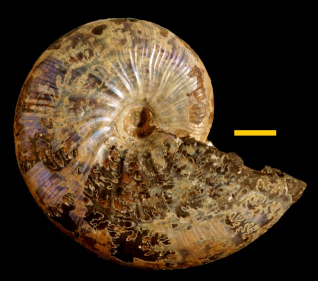 Mollusca - Cephalopoda - Ammonoidea - Scaphitidae
 
Rhaeboceras halli   Previously named Ammonites opalus (type)Specimen UC 6377
Mesozoic - Cretaceous
Great Bend of the Missouri River, Montana