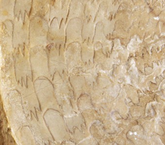 Mollusca - Cephalopoda - Goniatitida - Prodromitidae
 
Prodromites gorbyiSpecimen UC 6474
Chouteau Limestone
Paleozoic - Mississippian
Pettis County, Missouri