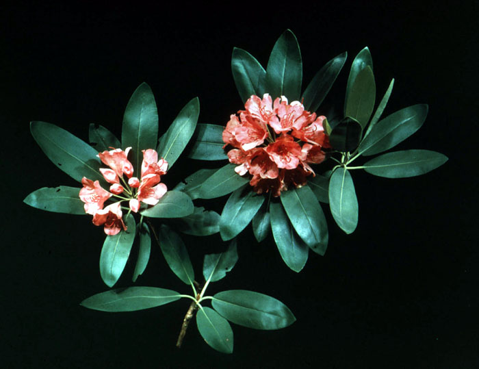 Mountain Rose Bay (Tennessee). Ericaceae Rhododendron catawbiense.
Credit Information:
© 1985 The Field Museum
ID# B83229c
Photographer: Ron Testa