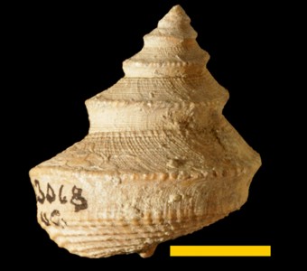 Mollusca - Gastropoda - Murchisoniina - Lophospiridae
 
Worthenia tabulataSpecimen UC 23068
Gunsight Shale(Gunsight Limestone of the Cisco Group??)
Paleozoic - Late Pennsylvanian
Gunsight, Texas