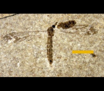 Arthropoda - Insecta - Diptera
 
unidentified tipulid(crane fly)Specimen PE 60946
Green River Formation - Fossil Butte Member
Cenozoic - Paleogene - Eocene
Kemmerer, Wyoming