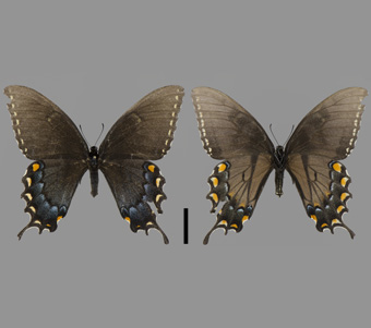 Papilionidae: Papilioninae: Papilionini  
 
Papilio glaucus Linnaeus, 1758Tiger Swallowtail, femaleFMNH-INS 124001 
Alto Pass, Bald Knob Cross, Union County, IL27 July 2001