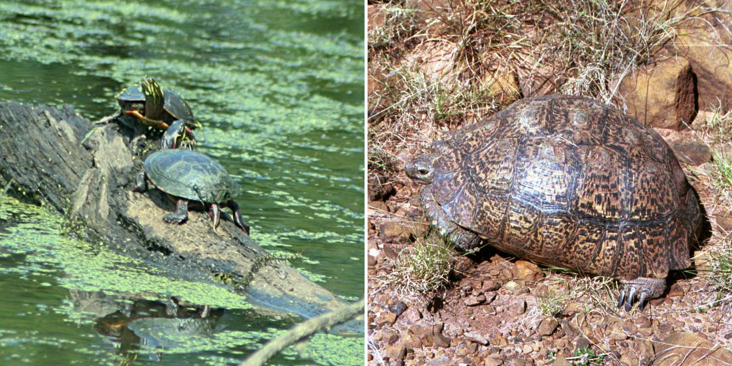 Left: Two green turtles on a log in a lake with green algae. Right: A large brown turtle with a tall shell sitting among rocks and grass.