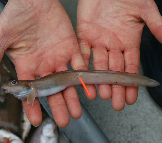 An eelpout (Lycodes) that had a tissue sample taken and preserved in liquid nitrogen for future DNA analysis. The orange tag has a unique identifier on it, so we can track the specimen as a voucher for the tissue sample.