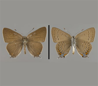 Lycaenidae: Theclinae 
 
Satyrium edwardsii (Grote and Robinson, 1867)Scrub-Oak HairstreakFMNH-INS 124073 
Hessville, Lake County, IN4 July 1908
