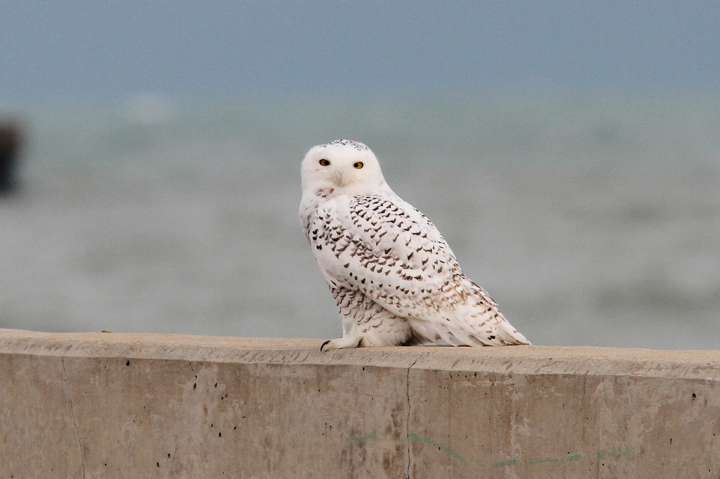 Image for SNOWY OWLS: What do they eat?