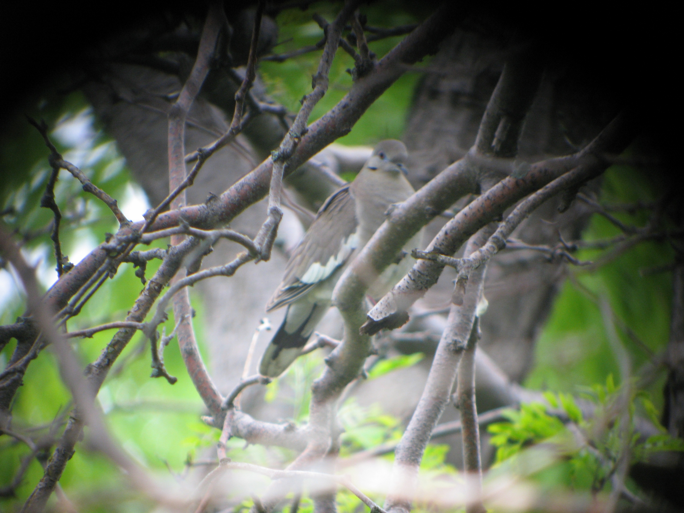 Image for Illinois' first White-winged Dove specimen