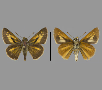 Hesperiidae: Hesperiinae 
 
Euphyes dion (W.H. Edwards, 1879)Eastern Sedge SkipperFMNH-INS 124098 
McHenry Dam State Park, McHenry County, IL16 July 1972
