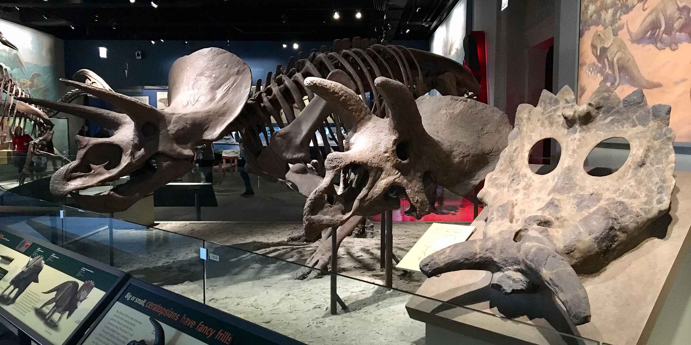 Three dinosaur skeletons with different horns on their heads, lined up in an exhibition