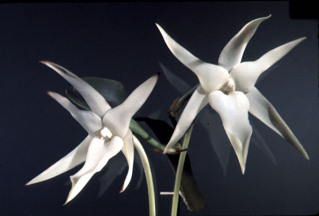 Orchid, Angraecum sesquipedale model.
Credit Information:
© The Field Museum
ID# B83038c
Photographer unknown