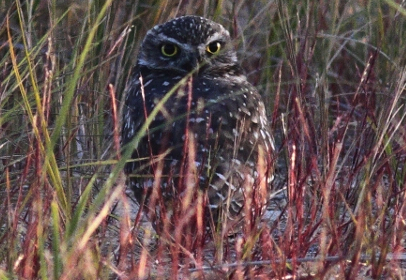 Image for Burrowing owl at Montrose
