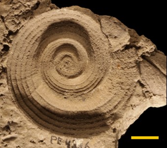 Mollusca - Gastropoda - Euomphalina - Euomphalidae
 
Poleumita sp.Specimen PE 4336
Racine -  Port Byron formations
Paleozoic - Silurian - Niagaran
Thornton, Illinois
