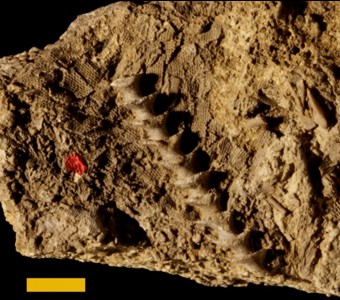 Bryozoa - Stenolaemata - Fenestrata
 
Archimedes symmetricus(corkscrew bryozoan)Specimen UC 28227
Paint Creek Limestone
Paleozoic - Mississippian
Princeton, Kentucky
