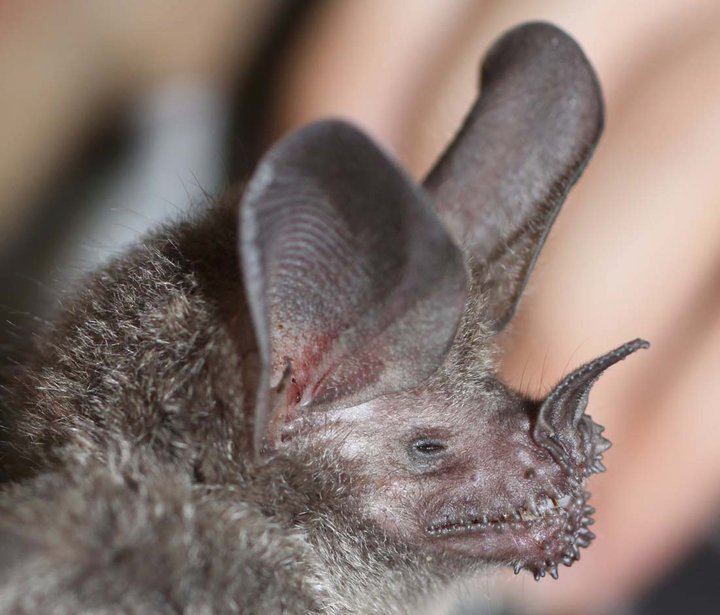 Frog-eating bat, Trachops cirrhosus