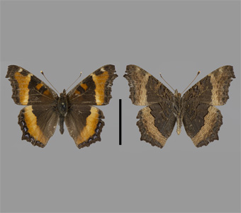 Nymphalidae: Nymphalinae: Nymphalini 
 
Aglais milberti (Godart, 1819)Milbert’s TortoiseshellFMNH-INS 124038 
Ann Arbor, Washtenaw County, MI6 June 1991