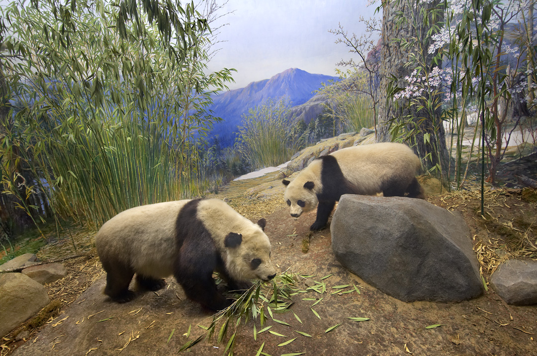 Giant Panda diorama.Credit Information:© 2007 The Field MuseumID# Z94466_13dPhotographer: John Weinstein