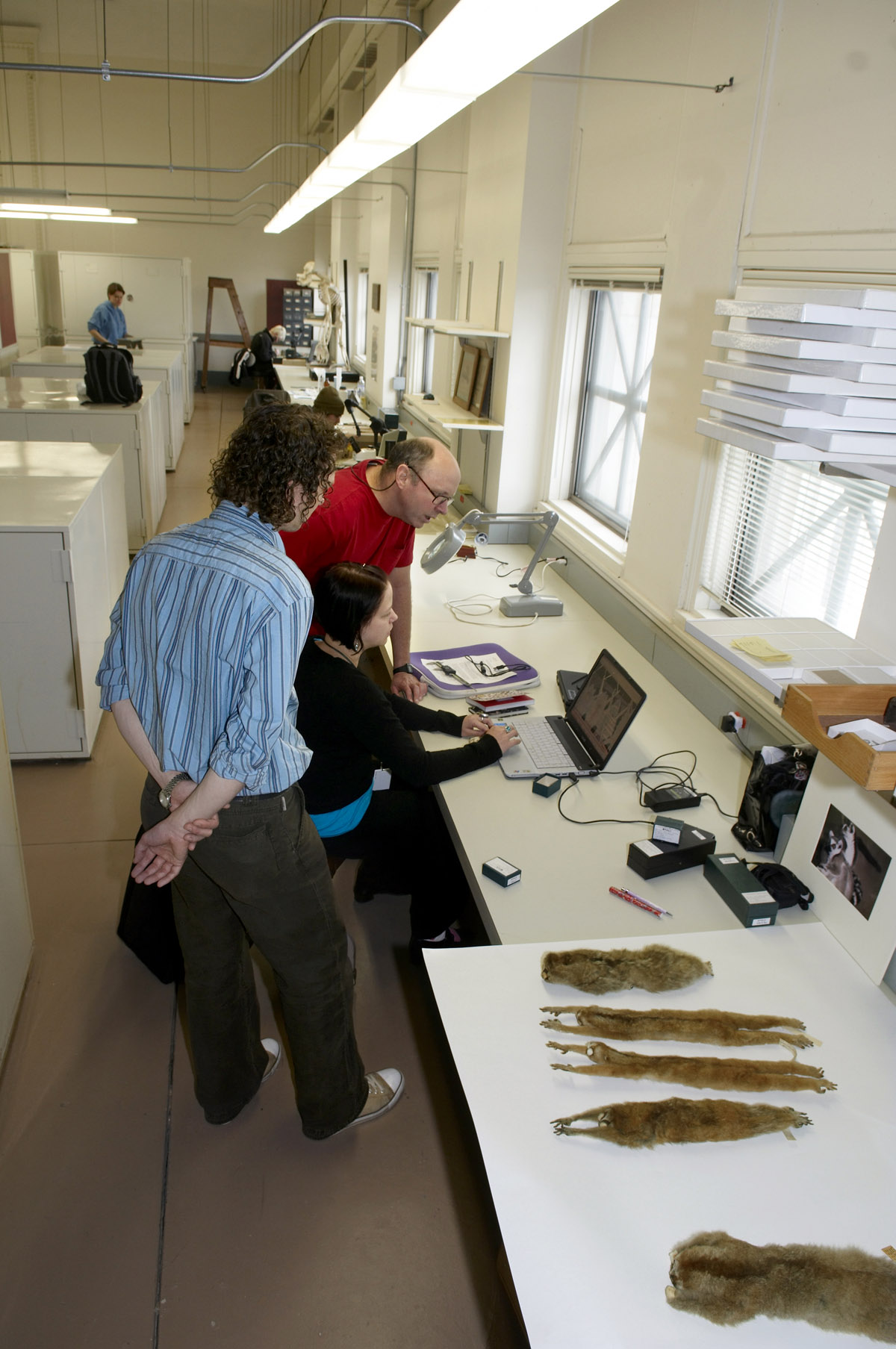 Helping a visiting researcher in the Mammals Collection, 2009. Field Museum photo by Karen Bean. GN91226_027d
