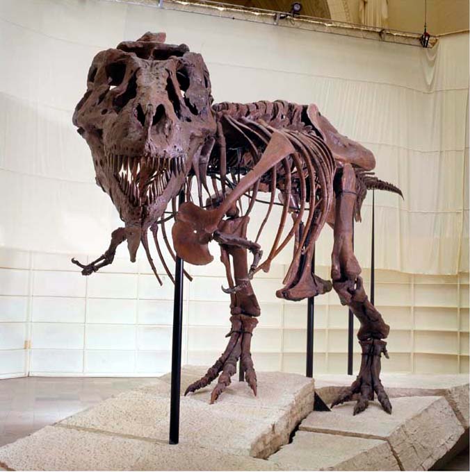 Sue, T. rex, completed mount of fossil skeleton before unveiling, behind the white curtain / box, emphasis on skull.Credit Information: © The Field Museum Neg. # GN89677_42c Photographer: John Weinstein