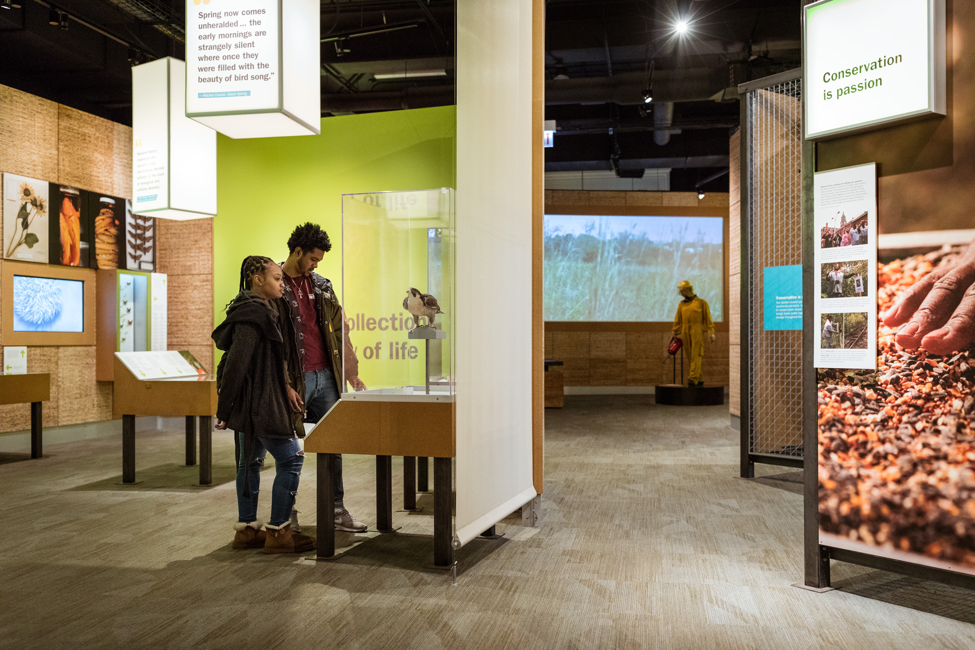 Two people stand in the Restoring Earth exhibition, looking at a peregrine falcon specimen.