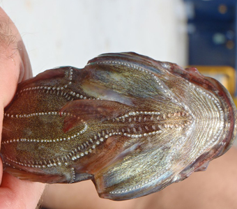 A Pacific Midshipman (Porichthys) collected in a bottom trawl off of San Diego. The white dots on its underbelly are bioluminescent light organs. This fish is called a midshipman because these light organs look like the buttons on a midshipman's uniform.  Unlike most fishes, the bioluminescent toadfishes get their chemicals necessary for bioluminescence from their diet.