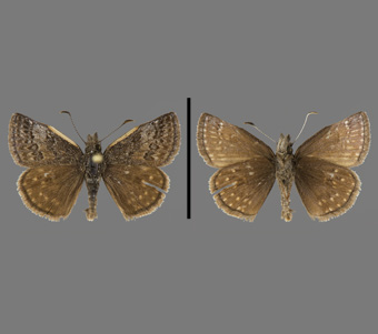 Hesperiidae: Pyrginae 
 
Erynnis icelus (Scudder & Burgess, 1870)Aspen Dusky WingFMNH-INS 124106 
Curtis Canyon, Otero County, NM26 May 1930
