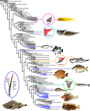 Image for NSF Funded Vertebrate Tree of Life Projects