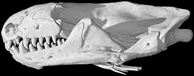 Image for NSF Funded Vertebrate Tree of Life Projects