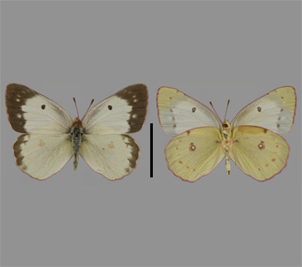 Pieridae: Coliadinae 
 
Colias philodice Godart, 1819Common SulfurFMNH-INS 124045 
Freeport, Stephenson County, IL15 July 1990