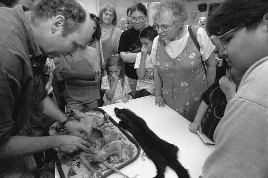 Preparing a fisher on Member’s Night 1998 in the Mammals/Birds prep lab. Field Museum photo by John Weinstein. GN88824_31