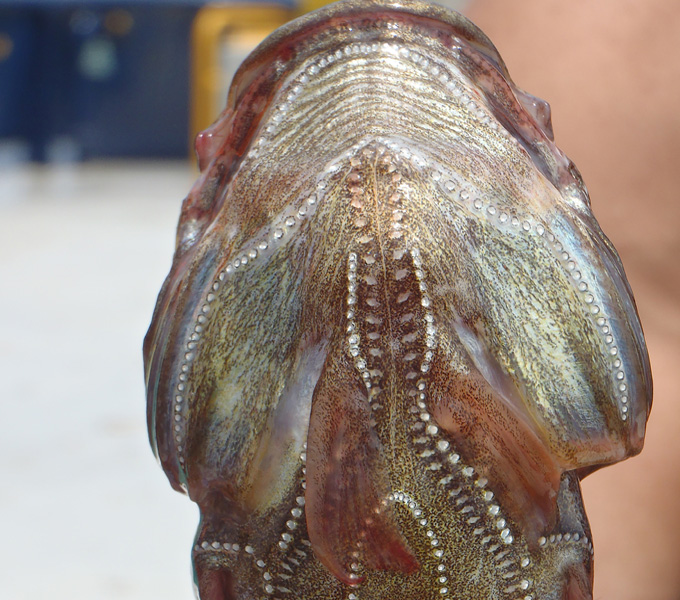 A Pacific Midshipman (Porichthys) collected in a bottom trawl off of San Diego. The white dots on its underbelly are bioluminescent light organs. This fish is called a midshipman because these light organs look like the buttons on a midshipman's uniform.  Unlike most fishes, the bioluminescent toadfishes get their chemicals necessary for bioluminescence from their diet.