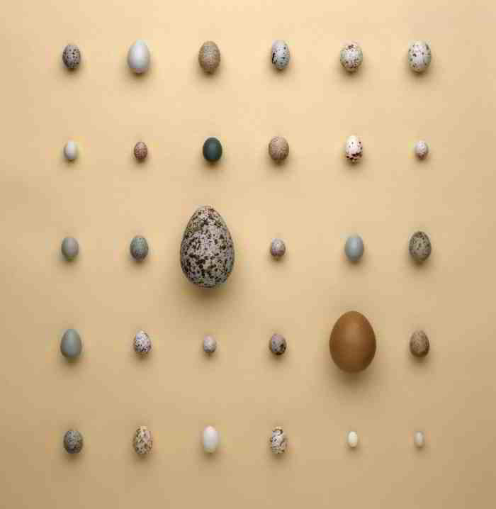 Various Bird eggs. Grouping of 30 different species.Credit Information: © 2004 The Field MuseumID# Z94395_01dPhotographer: John Weinstein