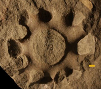 Porifera - Hexactinellida - Reticulosa(glass sponge)
 
Hydnoceras hypastrumSpecimen UC 13154
Chemung Group
Paleozoic - Late Devonian
Steuben County, New York